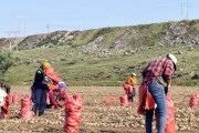 地豆的种植与养护（种植时间、方法、注意事项）