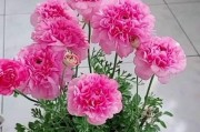 夏季怎样养护芹叶牡丹？（打造绚丽夏日花海，）