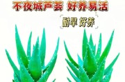 芦荟老桩的养殖与养护（打造芦荟老桩的步骤和注意事项）