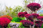 红花继木的种植与养护方法（打造一片繁花盛景，精益求精的养殖要点揭秘）