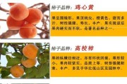 种植柿子需要了解的条件和环境要求（从土壤、气候到栽培技术的全方位解析）