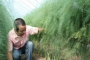 芦笋种植的技术与管理（从选择品种到采收技巧，打造高产优质的芦笋农业）