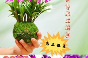 石斛兰的养殖全指南（注意事项与技巧，让你轻松养出高质量的石斛兰）