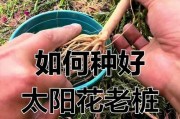 打造迷人庭院的不二选择——太阳花种植指南（太阳花种植技巧详解，助你快速培育茂盛鲜花）