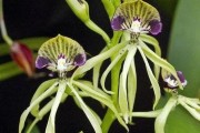 什么是凌霄花？——揭开凌霄花的神秘面纱（别名、特征、分布、药用价值等你了解吗？）