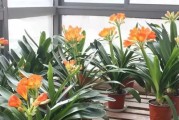 非洲茉莉不开花该如何解决