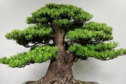 罗汉松的生长环境与地方条件（罗汉松在哪里种植？如何才能使其生长良好？）