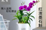 石斛开花的颜色与样子（探究石斛花期、花朵形态和颜色的变化）