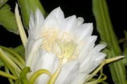 霸王花的种种功效（探寻霸王花对人类的诸多好处）