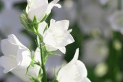 揭秘桔梗的花期（挖掘桔梗花期的种种秘密）