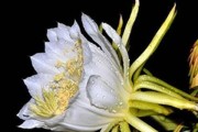 霸王花的神奇功效（探究霸王花的药用价值和美容功效）