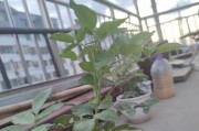 铁皮石斛不开花该怎么办？（解决铁皮石斛不开花的实用方法）