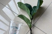 琴叶榕换盆指南（如何正确处理榕树根系，让植物健康成长）