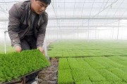 C施什么肥最好？（探究C施肥对作物产量和质量的影响）
