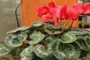 仙客来花期的管理方法与要点（打造精致花园，让仙客来花期更美丽）