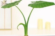 幸运草的水养方法（教你轻松养出繁茂的幸运草）