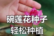 以碗莲开花后的照料技巧（让你的碗莲持久绽放鲜花的秘密）