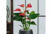 揭秘鸿运当头，开花花期是几月份？（探究幸运到来的关键，了解开运小妙招）