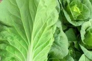 芥菜的耐寒温度及其生长特点（探究芥菜在低温环境下的生长适应性能）
