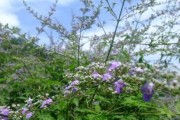 黄荆冬天落叶的原因和影响（从植物生理学角度解析）