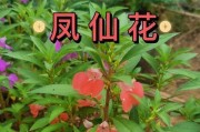 凤仙花开花时间及注意事项（了解凤仙花的生长特点，让您更轻松地欣赏其美丽的花朵）