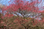 梅花——解读这朵冬日之花的成长之路（梅花的分类和特点）