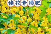 探究桂花树根系的发达程度（深入了解桂花树的根系结构及其生态价值）