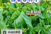 如何种植大白菜？（从选种到收获，一步步教你种好大白菜）