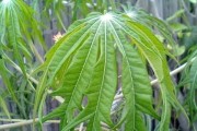 探究珊瑚的生态之谜（认识珊瑚，探寻大海的奥秘）