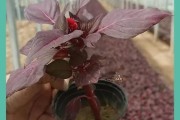 鸡冠花种植全指南（栽种时间、方法、注意事项全解析）