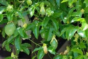 百香果树的生长特点及栽培技巧（一年生植物吗？如何栽培？优点和缺点分析）