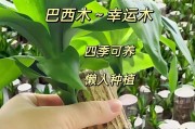 巴西木夏的浇水技巧（掌握正确的浇水频率，让巴西木夏生长得更健康）