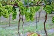 成都葡萄成熟的季节介绍