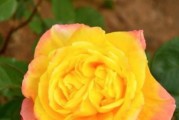 多菌灵是否适合浇灌桂花树？（探究多菌灵对桂花树的影响以及使用注意事项）