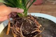 以君子兰不开花的原因及解决方法