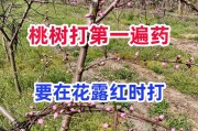 种植适合条件下的桃树在哪些地区生长最佳（探究影响桃树生长的因素及其栽培技巧）