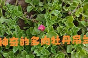 牡丹吊兰叶子长黑斑了怎么办？（教你有效解决牡丹吊兰叶子黑斑问题）