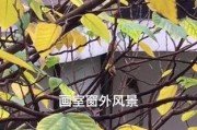 如何补救以腊梅落叶问题