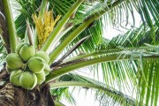 家里也能种植棕榈树（从选种到养护，轻松打造热带风情）