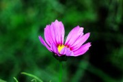 室内养格桑花？想要成功先看看这里！（格桑花的适应性、养护技巧、植物喜好等你了解。）