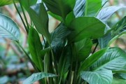 白掌为何会因缺水而烂根？（探究白掌缺水导致根部烂熟的原因及解决方法）