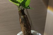 如何修剪过长的水培绿萝根（简单有效的修剪方法及注意事项）