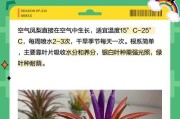 空气凤梨的养护之可以淋雨吗？（了解空气凤梨的生长环境和抗性能力）