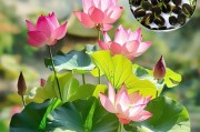 莲子的水培养殖方法（轻松掌握，家庭也能种出美味的莲子）