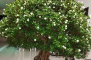 如何养护六月雪花（打造美丽庭院的秘诀）
