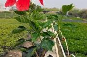 扶桑花冬季叶子掉落的原因及应对方法（了解扶桑花的生长特点，科学保护花木不枯萎）
