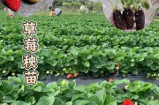 草莓苗种植的最佳时间（选择最佳时间为草莓苗生长打基础）