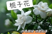 枙子花的花期是什么时候？——探究枙子花的开花时间