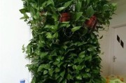 绿萝移植的技巧与注意事项（打造高大绿萝的有效方法）