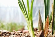 白兰花过冬攻略（保暖措施详解，让白兰花温暖过冬）
